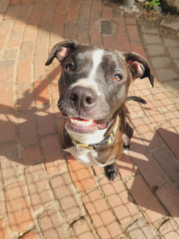 Enlarge Kramer, a Adoptable mixed breed in Groveland, MA image 2/6