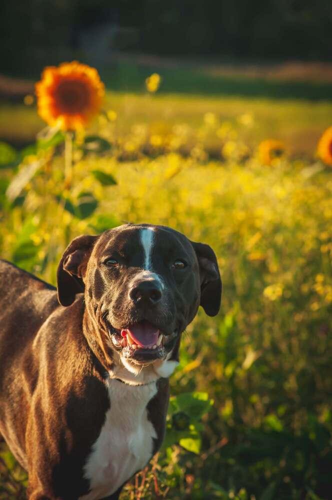 Enlarge Kramer, a Adoptable mixed breed in Groveland, MA image 4/6