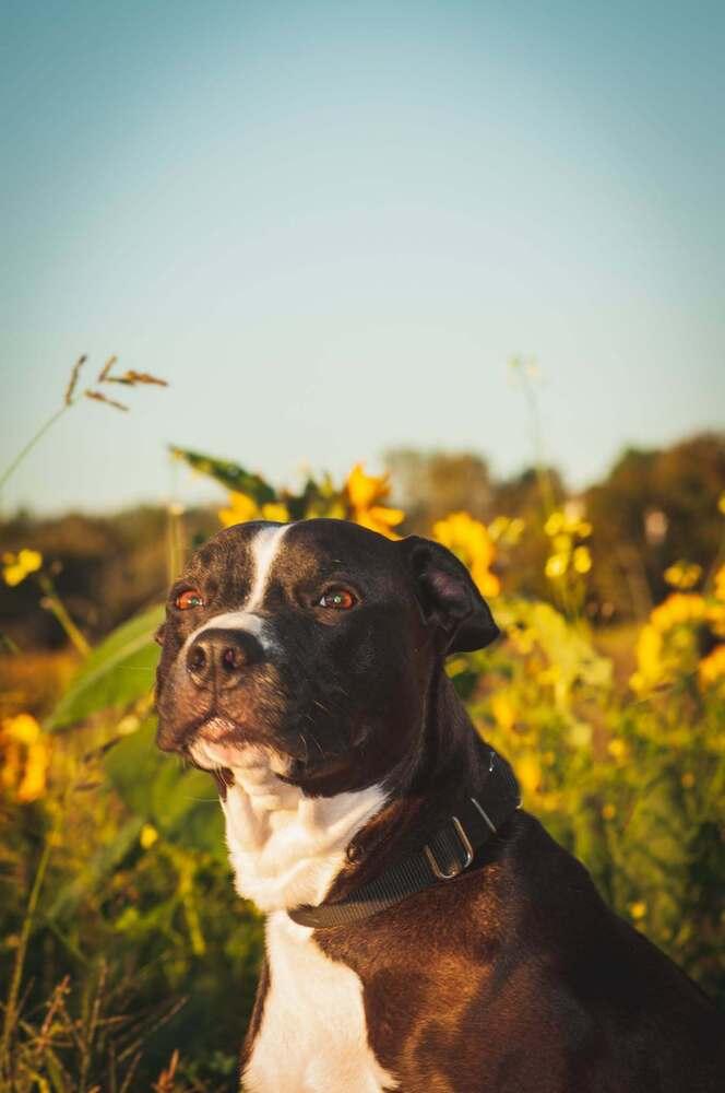 Enlarge Kramer, a Adoptable mixed breed in Groveland, MA image 5/6