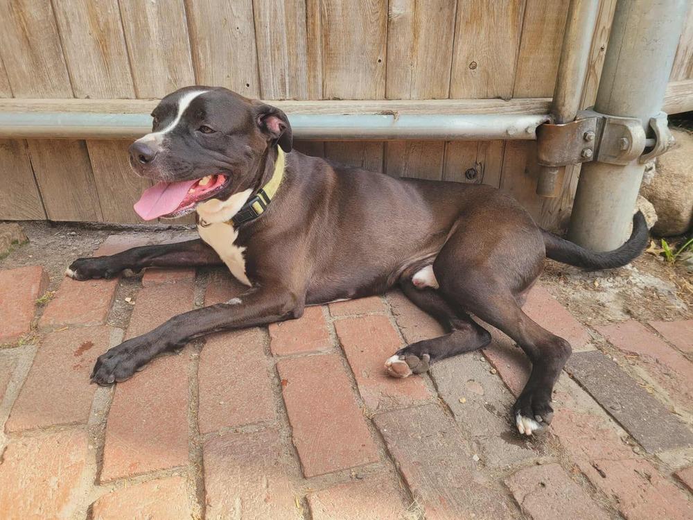 Enlarge Kramer, a Adoptable mixed breed in Groveland, MA image 6/6