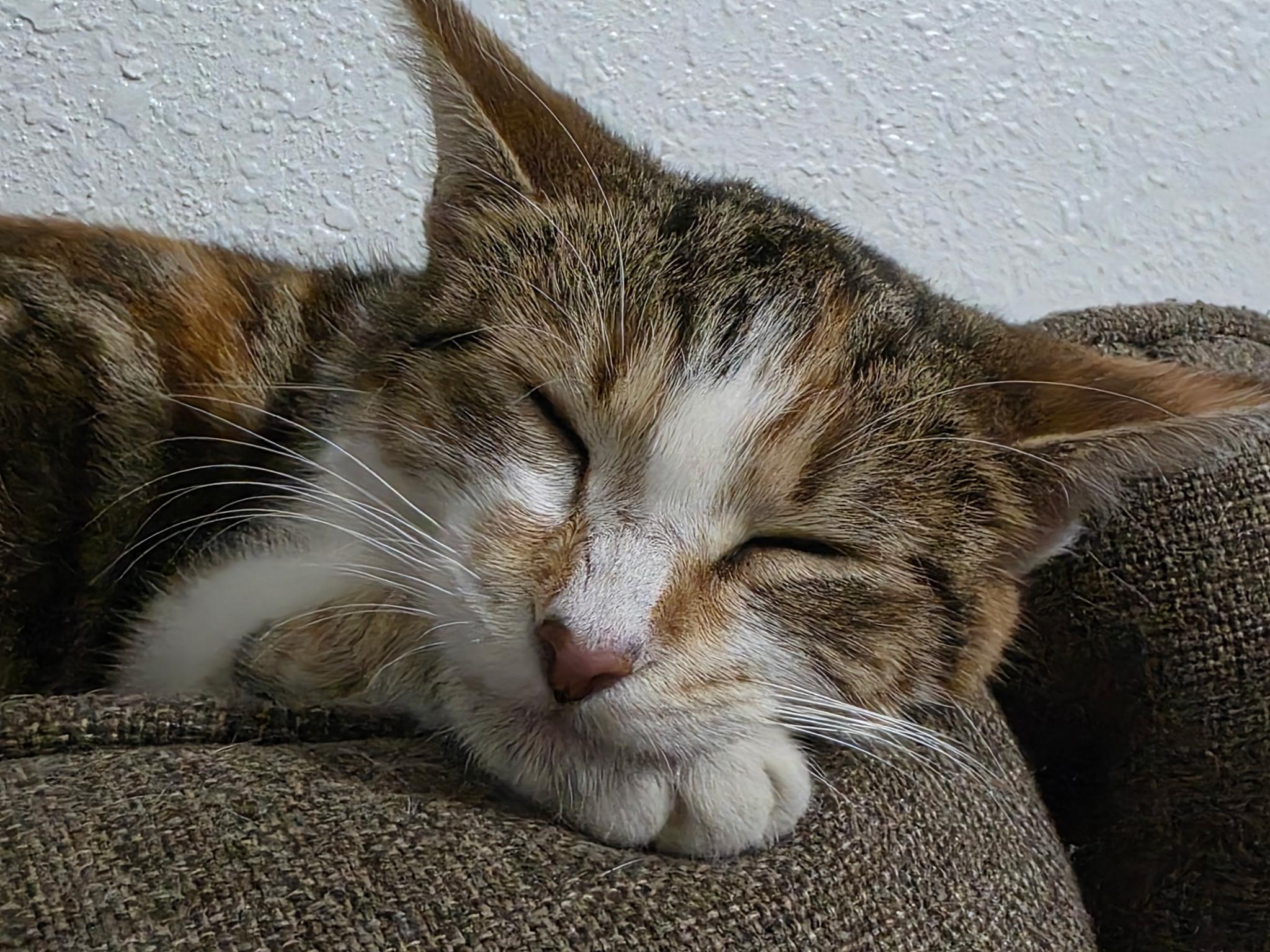 Yuki, Adopted, Young Female Calico.