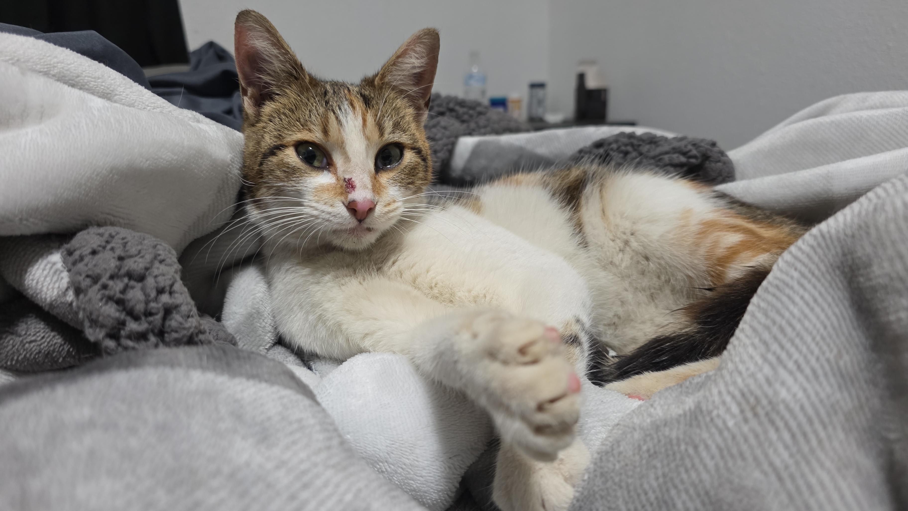 Yuki, a Adopted mixed breed in PEARLAND, TX image 2/4