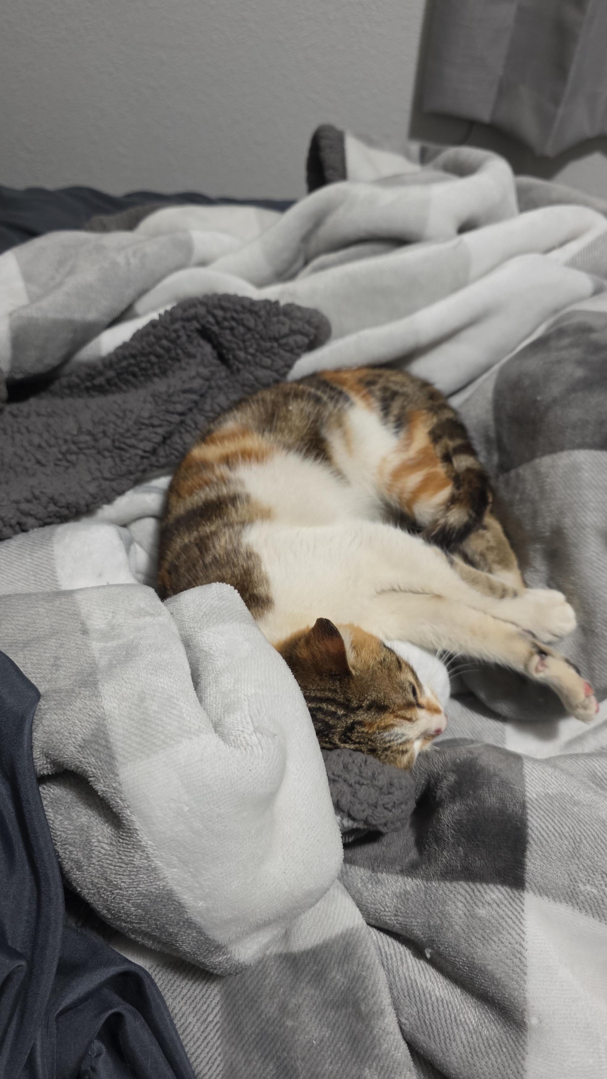 Yuki, a Adopted mixed breed in PEARLAND, TX image 3/4