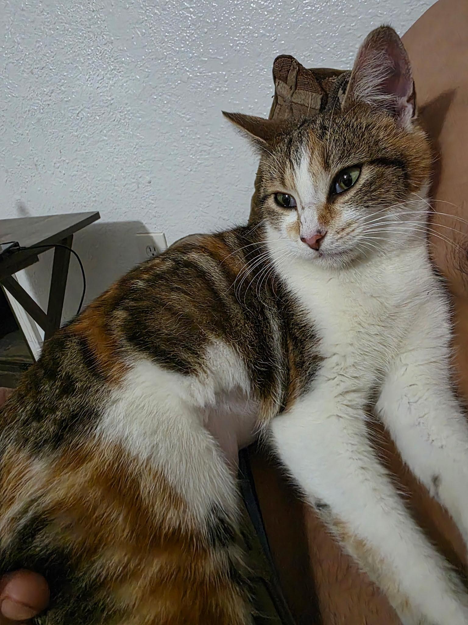 Yuki, a Adopted mixed breed in PEARLAND, TX image 4/4