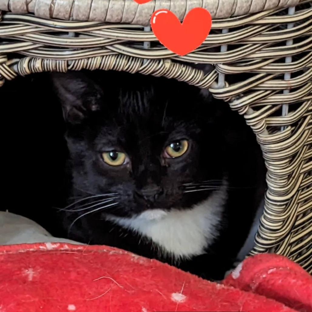 Enlarge Basil, a Adoptable Domestic Short Hair in Pittsburgh, PA image 1/2