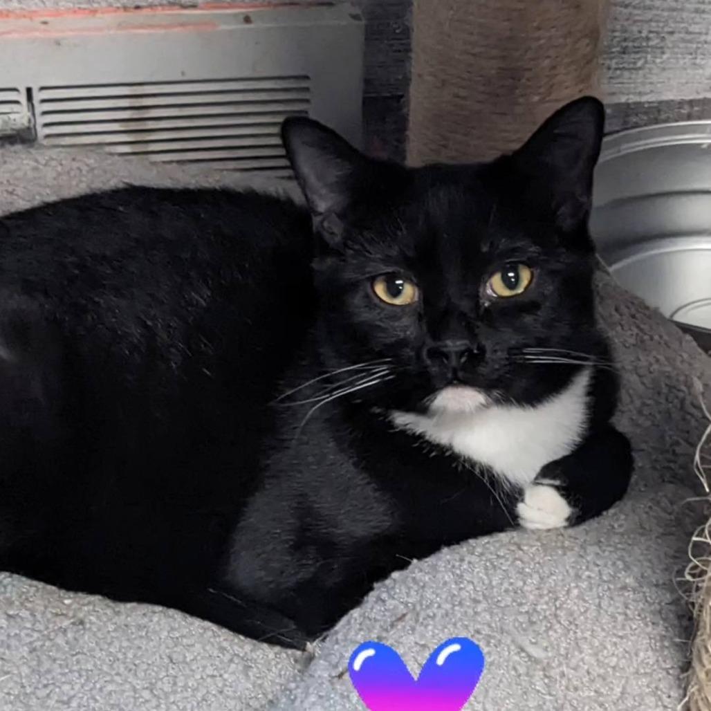 Enlarge Basil, a Adoptable Domestic Short Hair in Pittsburgh, PA image 2/2