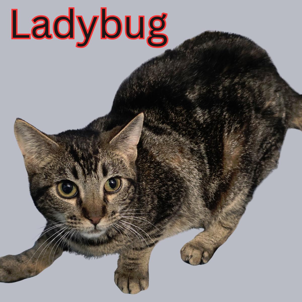 Ladybug, ADOPTABLE, Adult Female Domestic Short Hair.