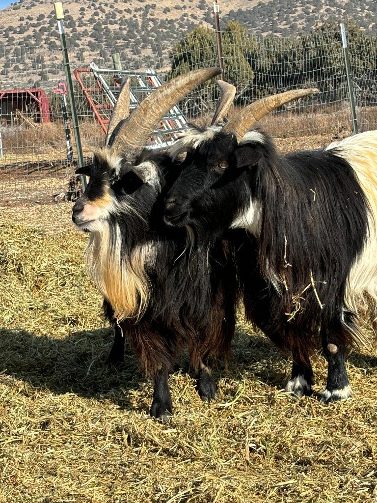 Enlarge Boon / Jaeger, a Adoptable Goat in Eagle Mountain, UT image 1/3