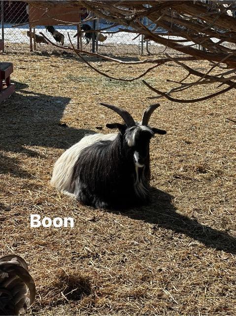 Enlarge Boon / Jaeger, a Adoptable Goat in Eagle Mountain, UT image 2/3