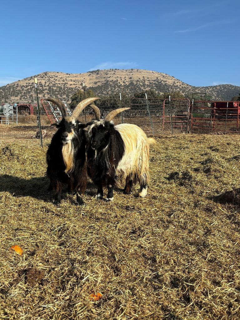 Enlarge Boon / Jaeger, a Adoptable Goat in Eagle Mountain, UT image 3/3