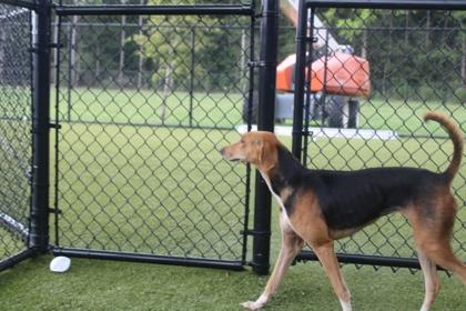 Enlarge Kat, a Adoptable mixed breed in Kenansville, NC image 1/3
