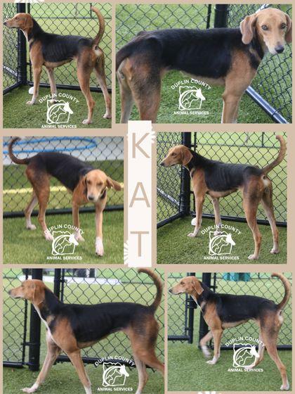 Enlarge Kat, a Adoptable mixed breed in Kenansville, NC image 2/3