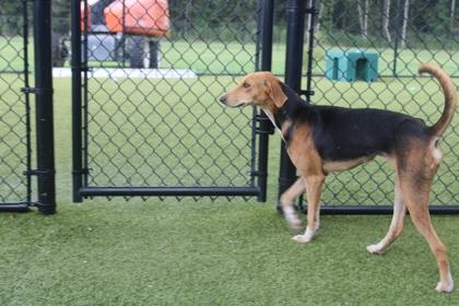 Enlarge Kat, a Adoptable mixed breed in Kenansville, NC image 3/3