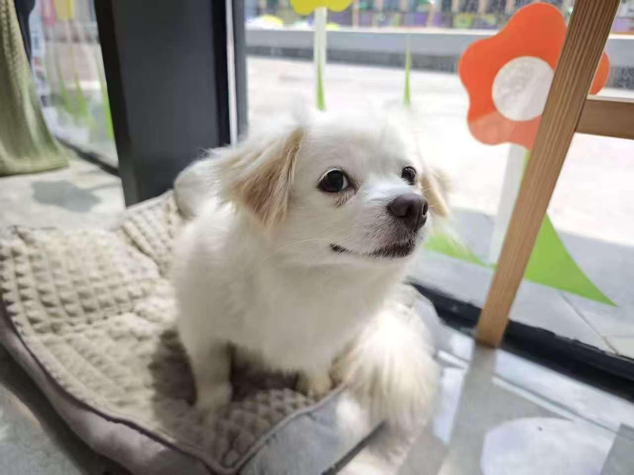 Enlarge Rosie, an adoptable Mixed Breed in Markham, ON image 2/2