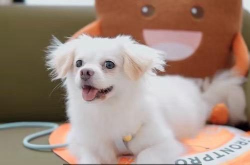 Rosie, adoptable, Adult Female Mixed Breed.