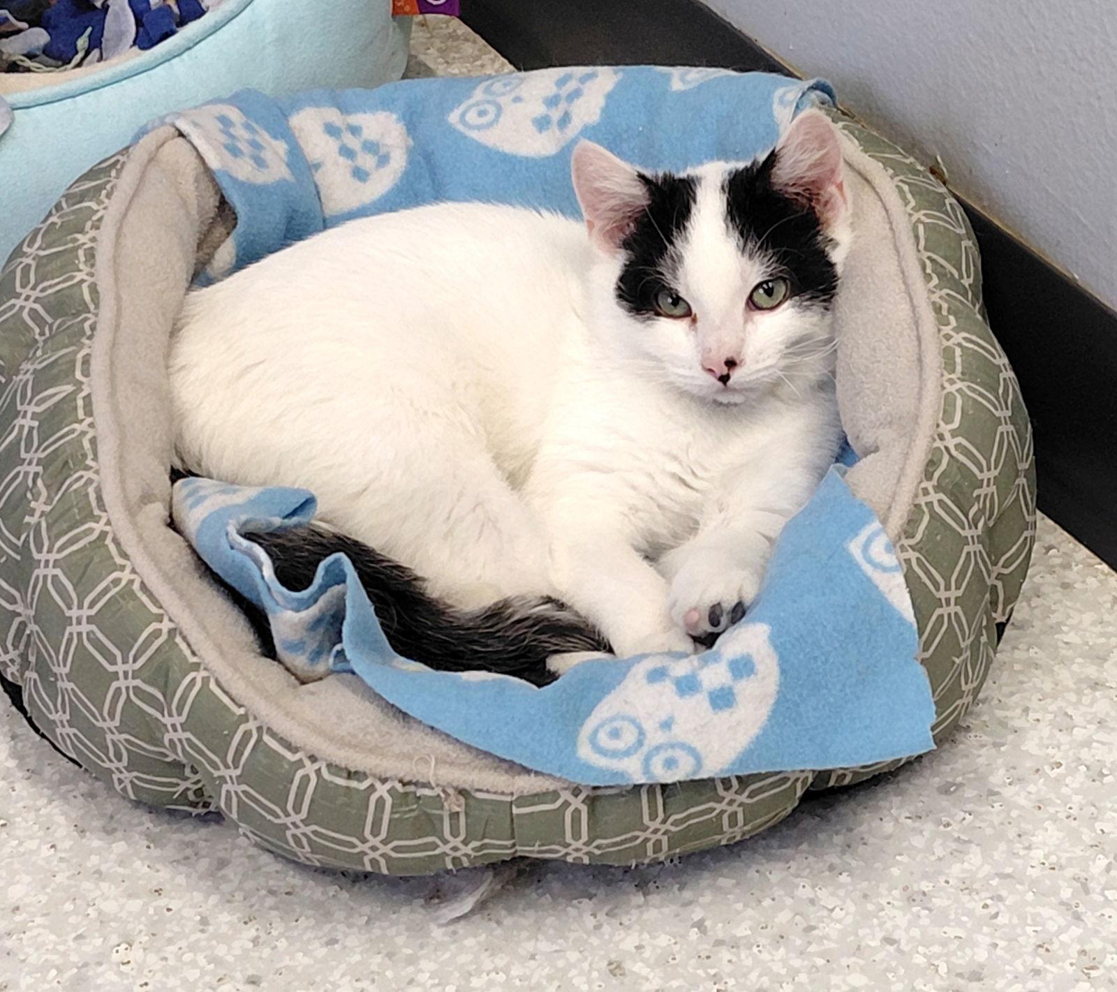 Bart, Adoptable, Kitten Male Domestic Short Hair & Tuxedo.