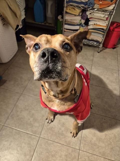 Baxter — thumbnail 10