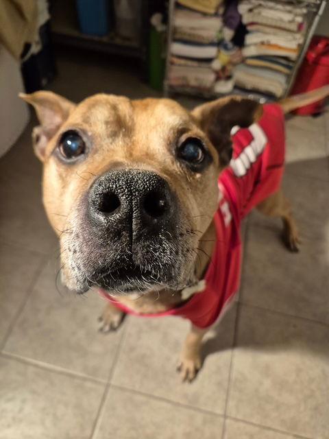 Baxter — thumbnail 11