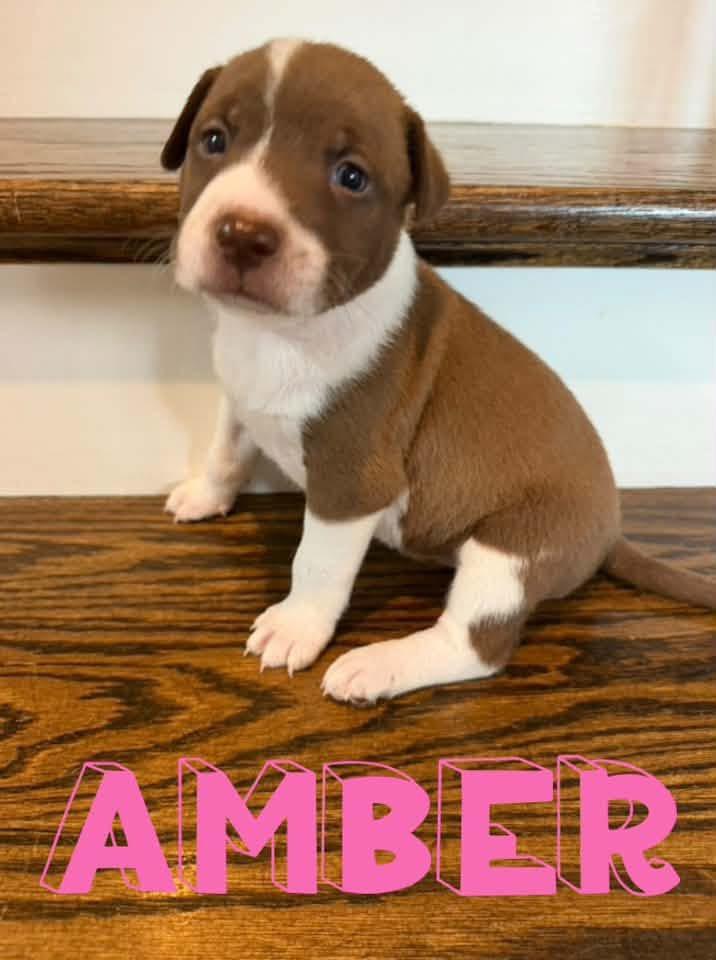 Amber, Adopted, Puppy Female Terrier.