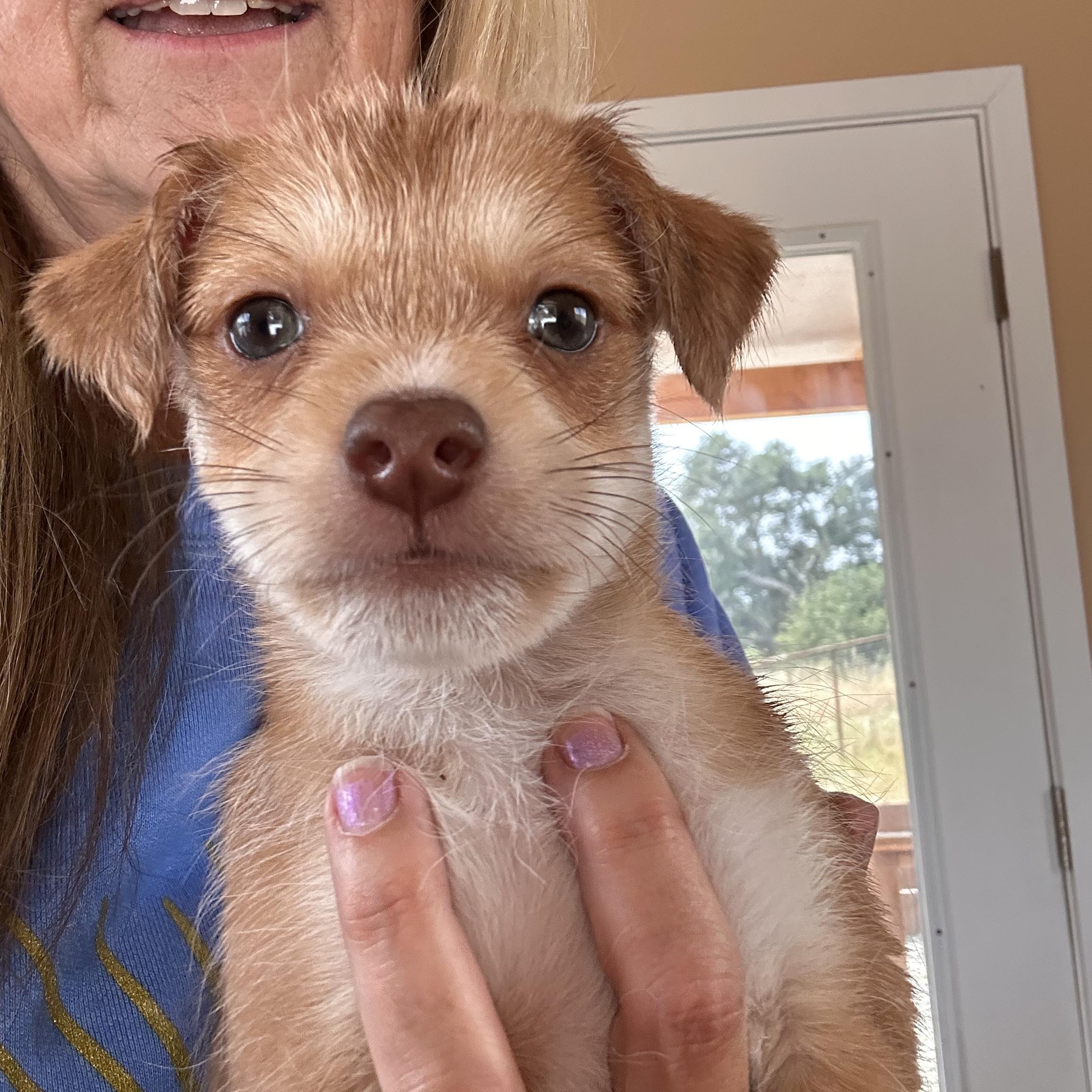 Enlarge DUMPLING, an adopted mixed breed in Arroyo Grande, CA image 5/5