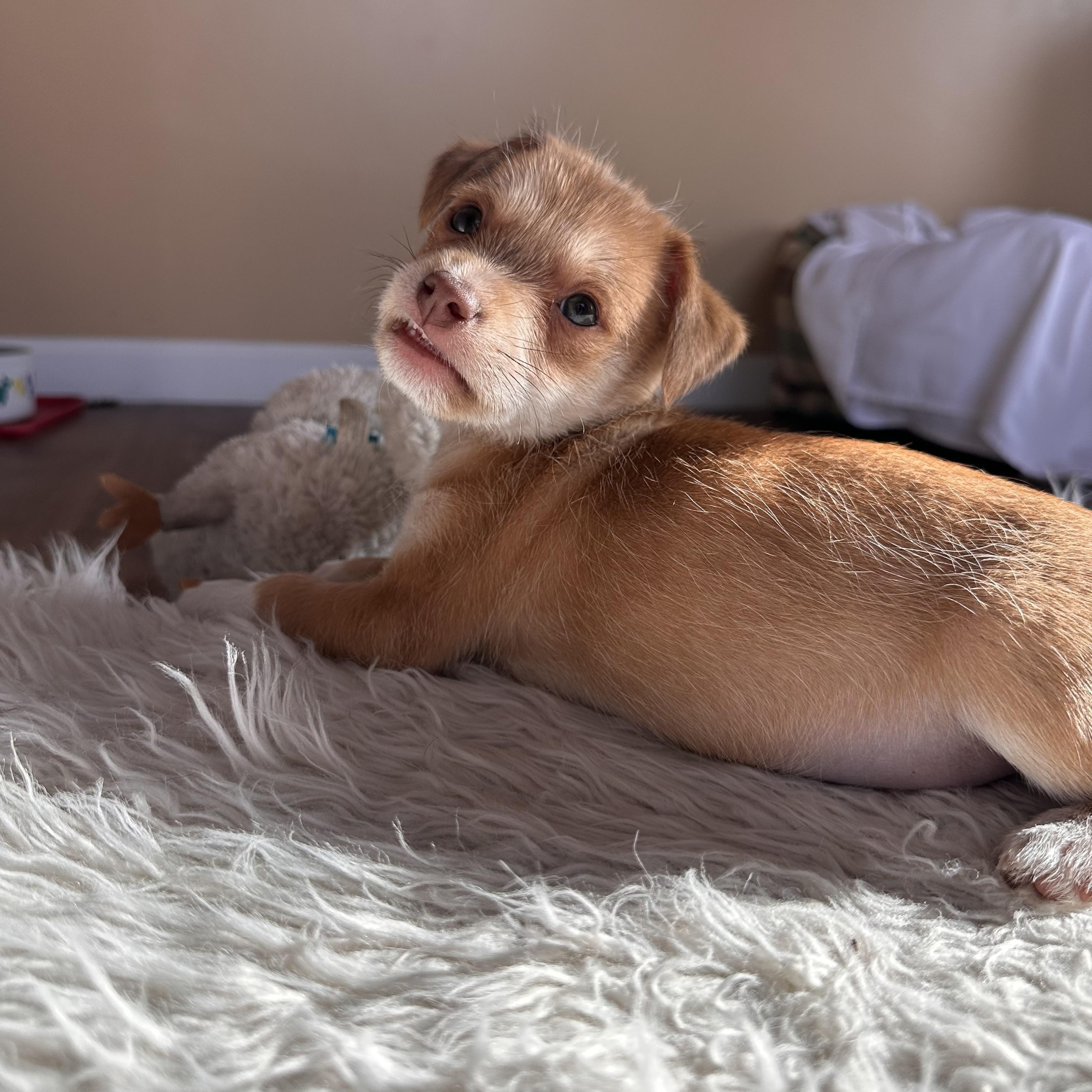 Enlarge DUMPLING, an adopted mixed breed in Arroyo Grande, CA image 4/5