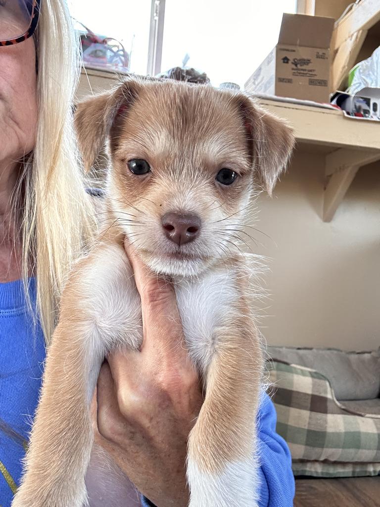 DUMPLING, adopted, Puppy Male Terrier & Chihuahua.