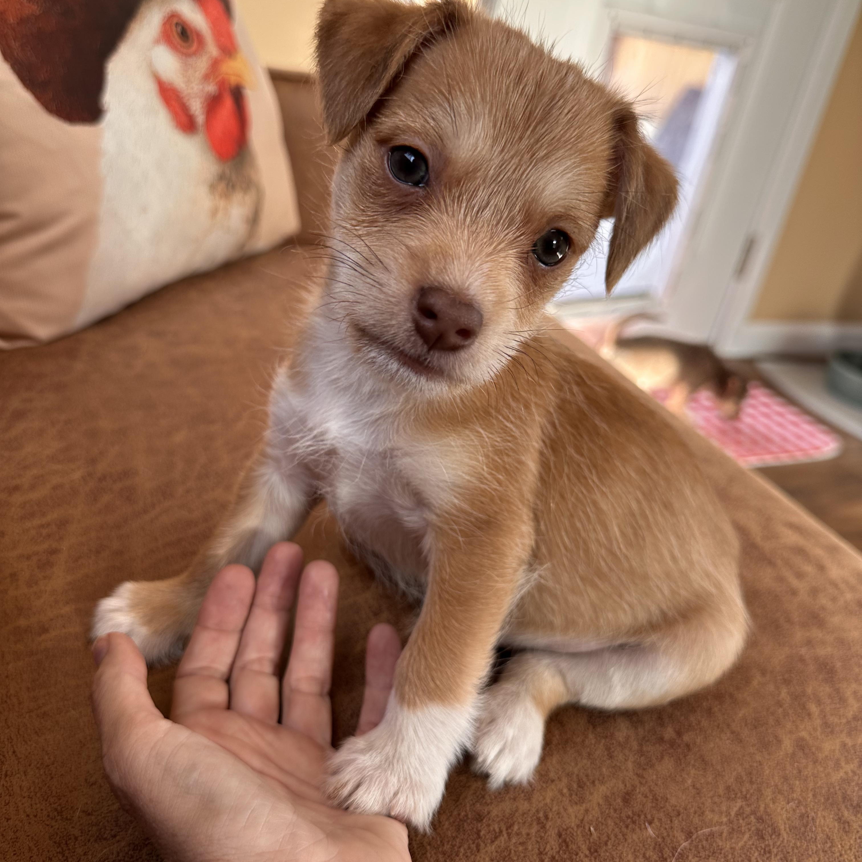 Enlarge DUMPLING, an adopted mixed breed in Arroyo Grande, CA image 3/5