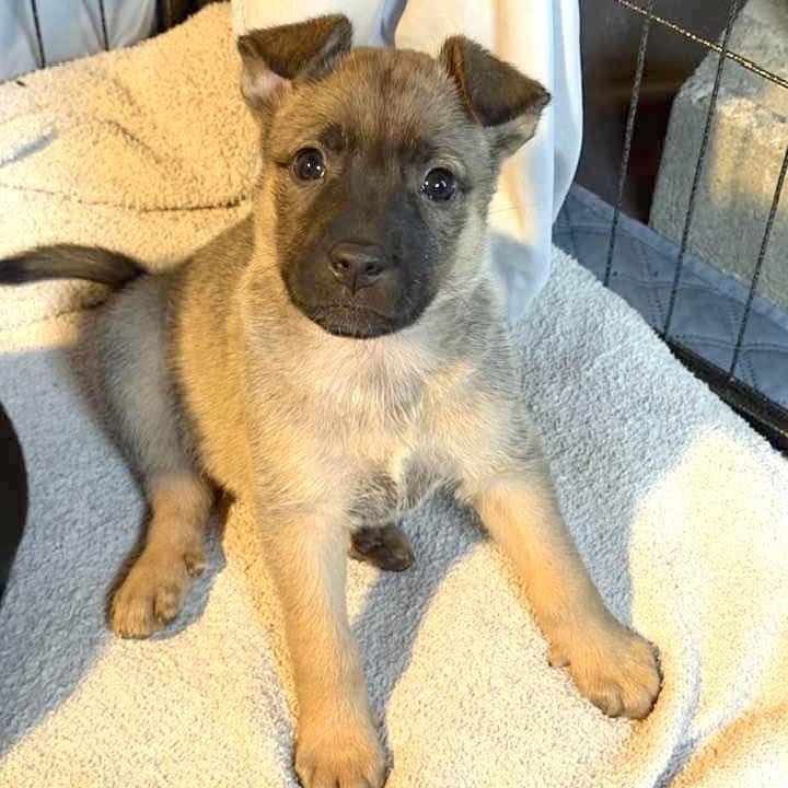 Beatrice — thumbnail 2