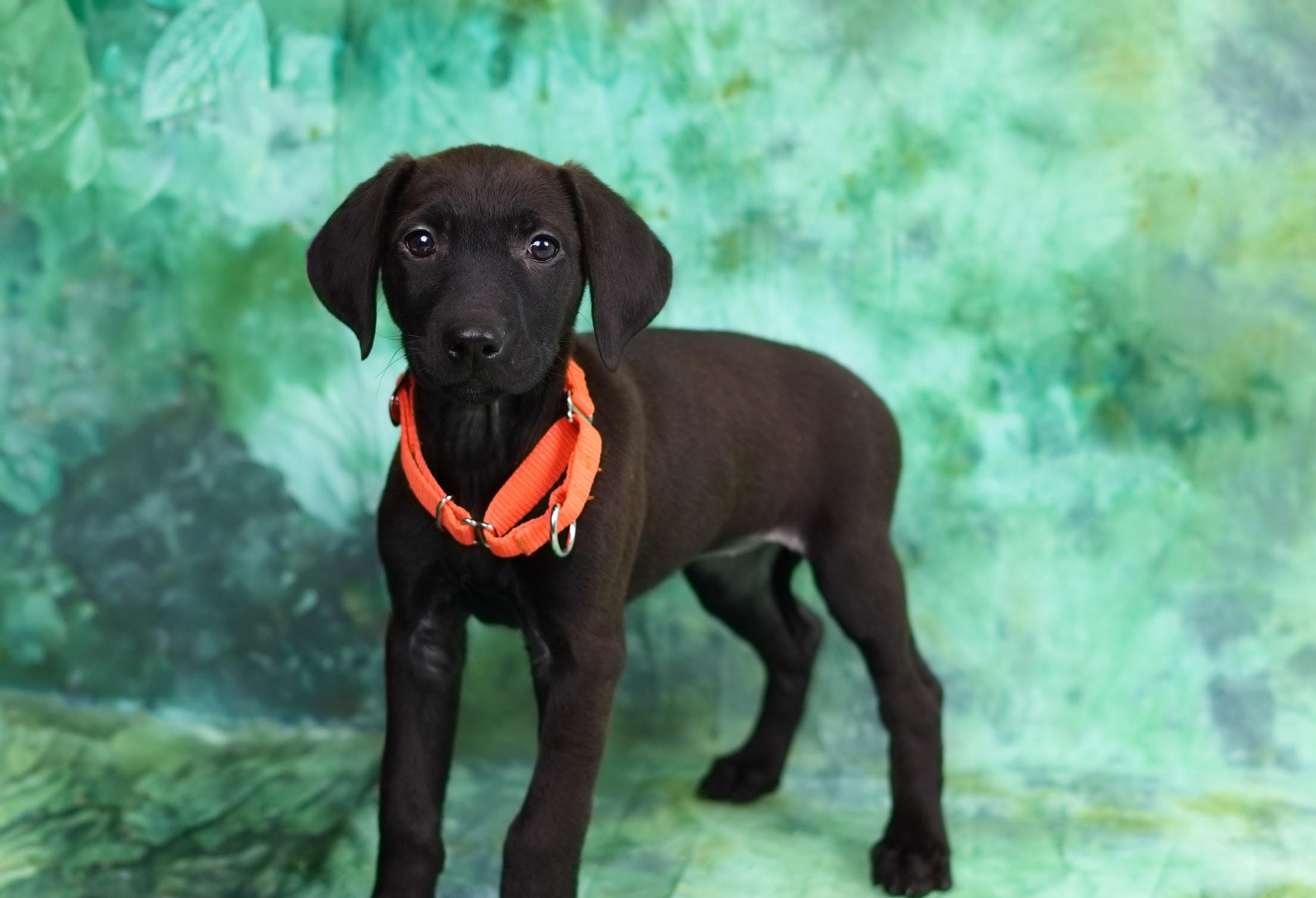Olive, ADOPTABLE, Puppy Female Black and Tan Coonhound & Husky.