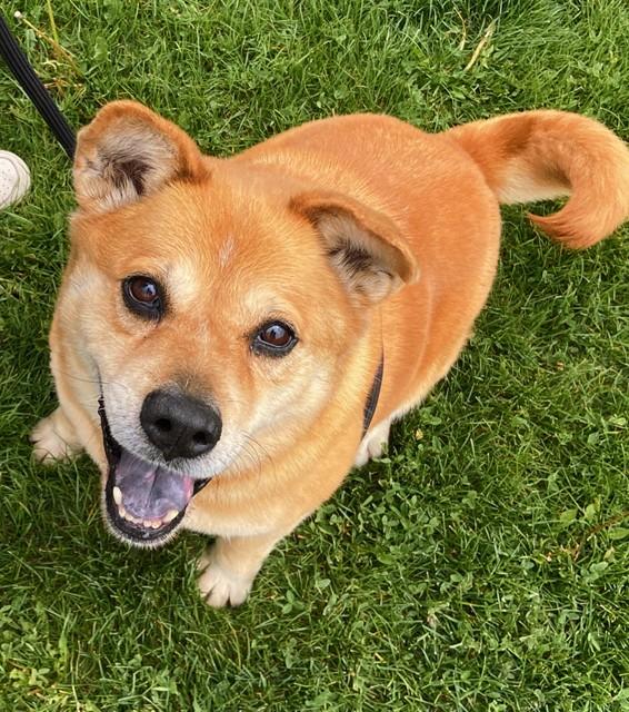 Enlarge RUBY, a Adoptable Chow Chow in Ogden, UT image 1/1