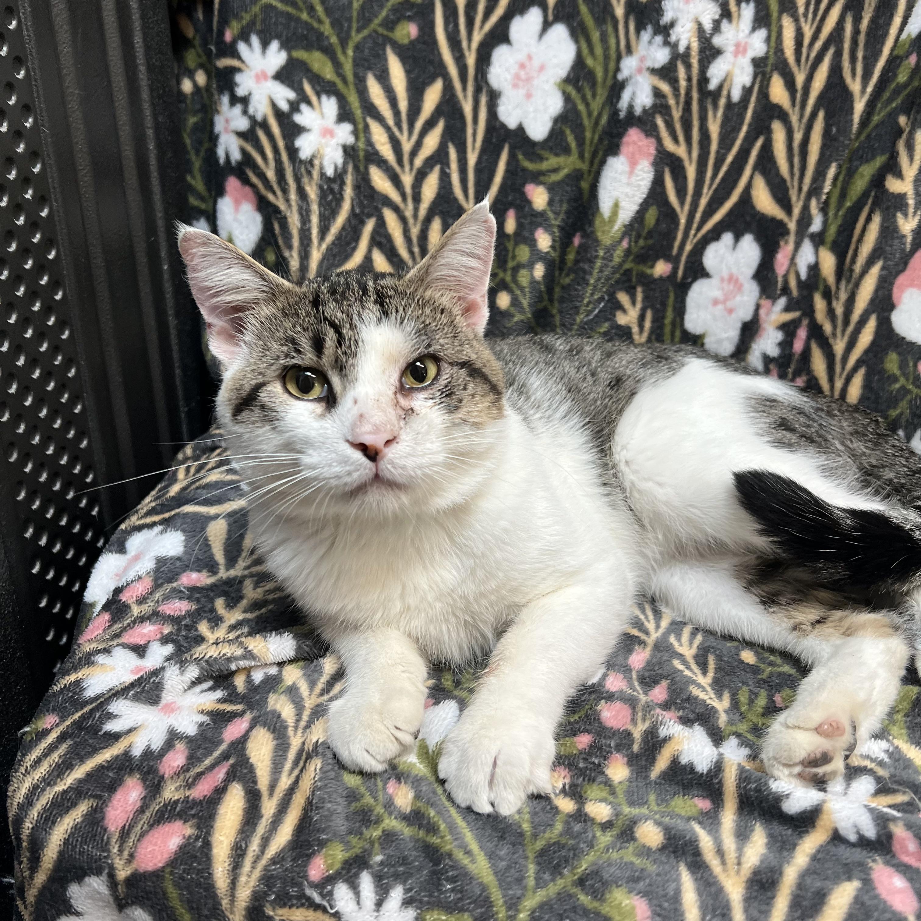 Enlarge Purrsy, a ADOPTABLE Domestic Short Hair in Fairmont, MN image 3/6