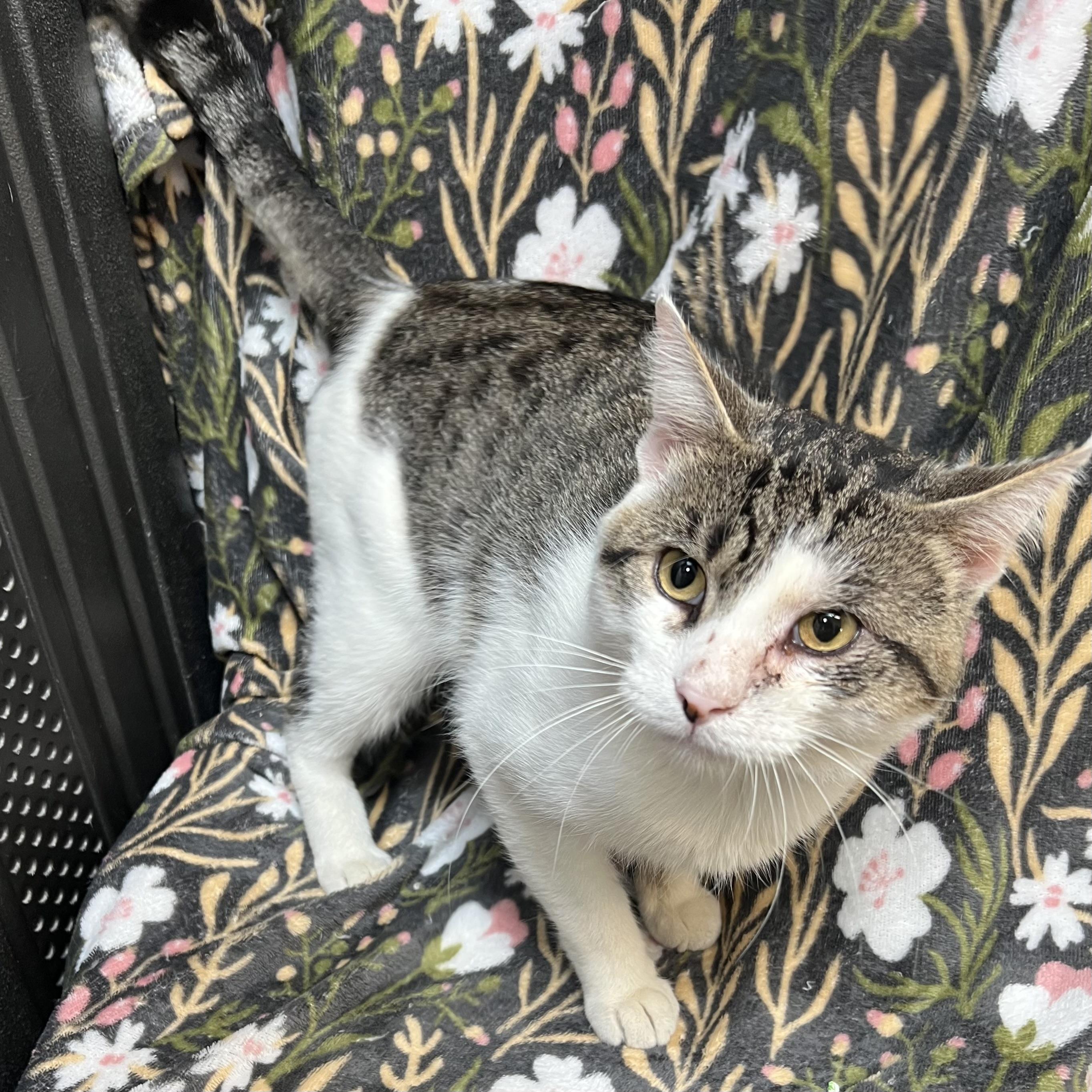 Enlarge Purrsy, a ADOPTABLE Domestic Short Hair in Fairmont, MN image 6/6