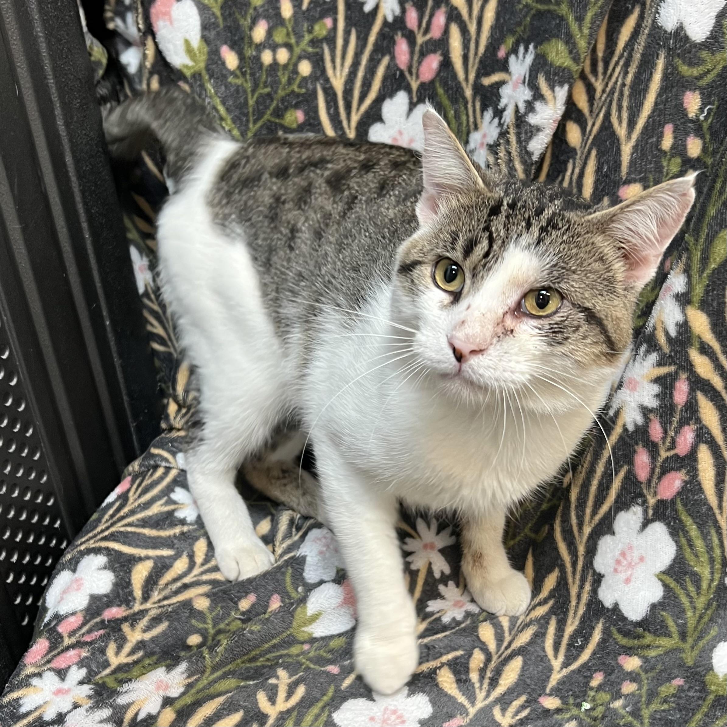 Enlarge Purrsy, a ADOPTABLE Domestic Short Hair in Fairmont, MN image 4/6