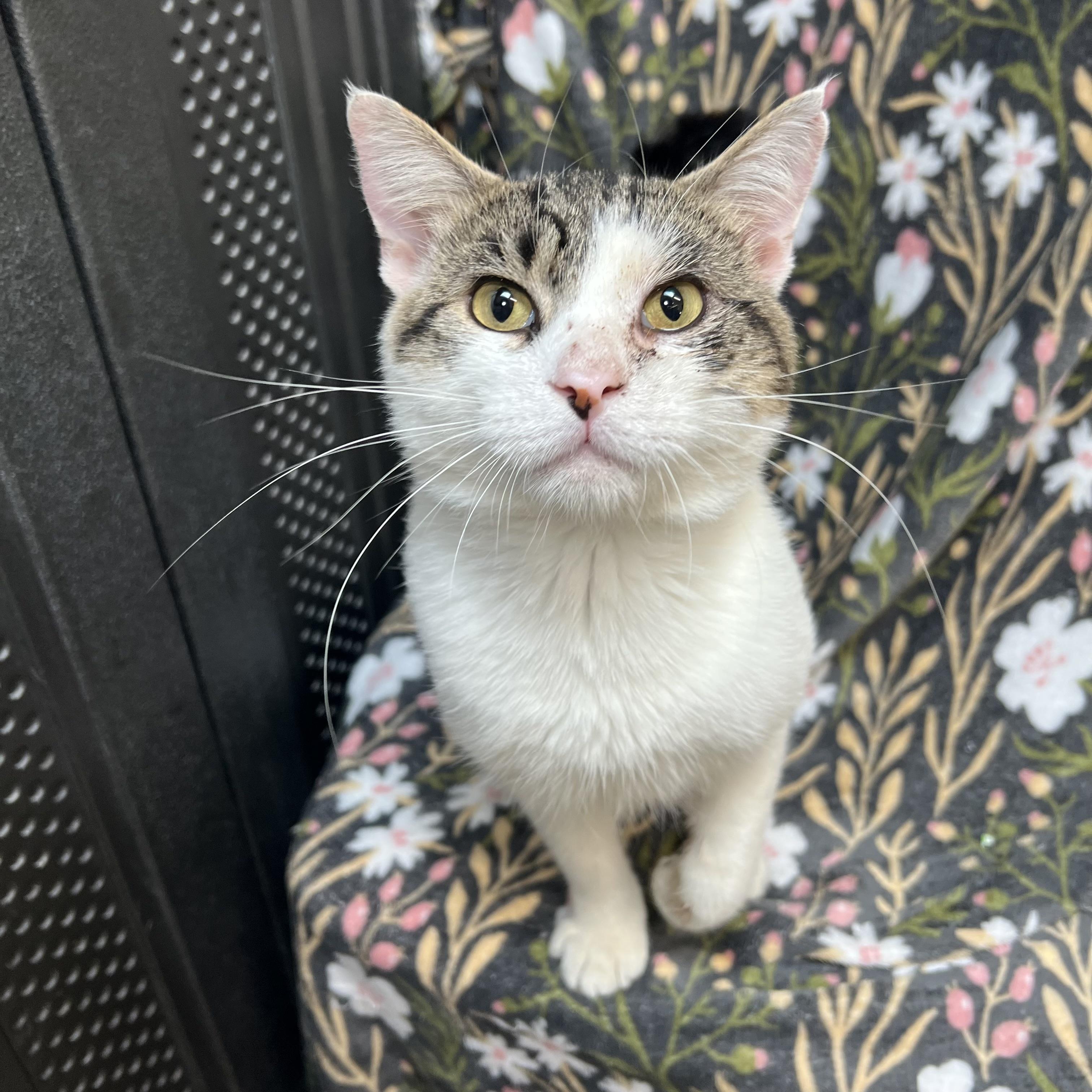 Enlarge Purrsy, a ADOPTABLE Domestic Short Hair in Fairmont, MN image 2/6