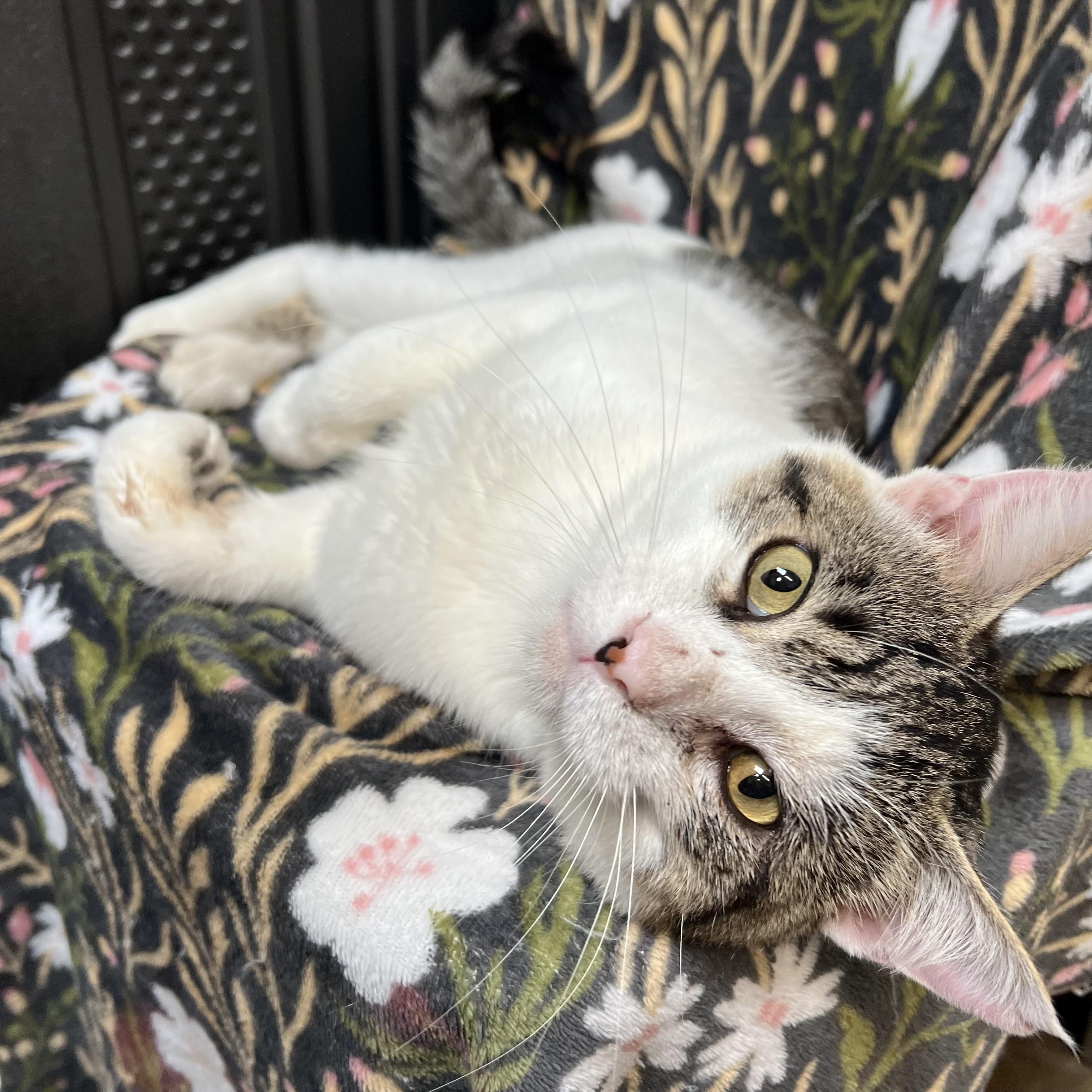Enlarge Purrsy, a ADOPTABLE Domestic Short Hair in Fairmont, MN image 1/6