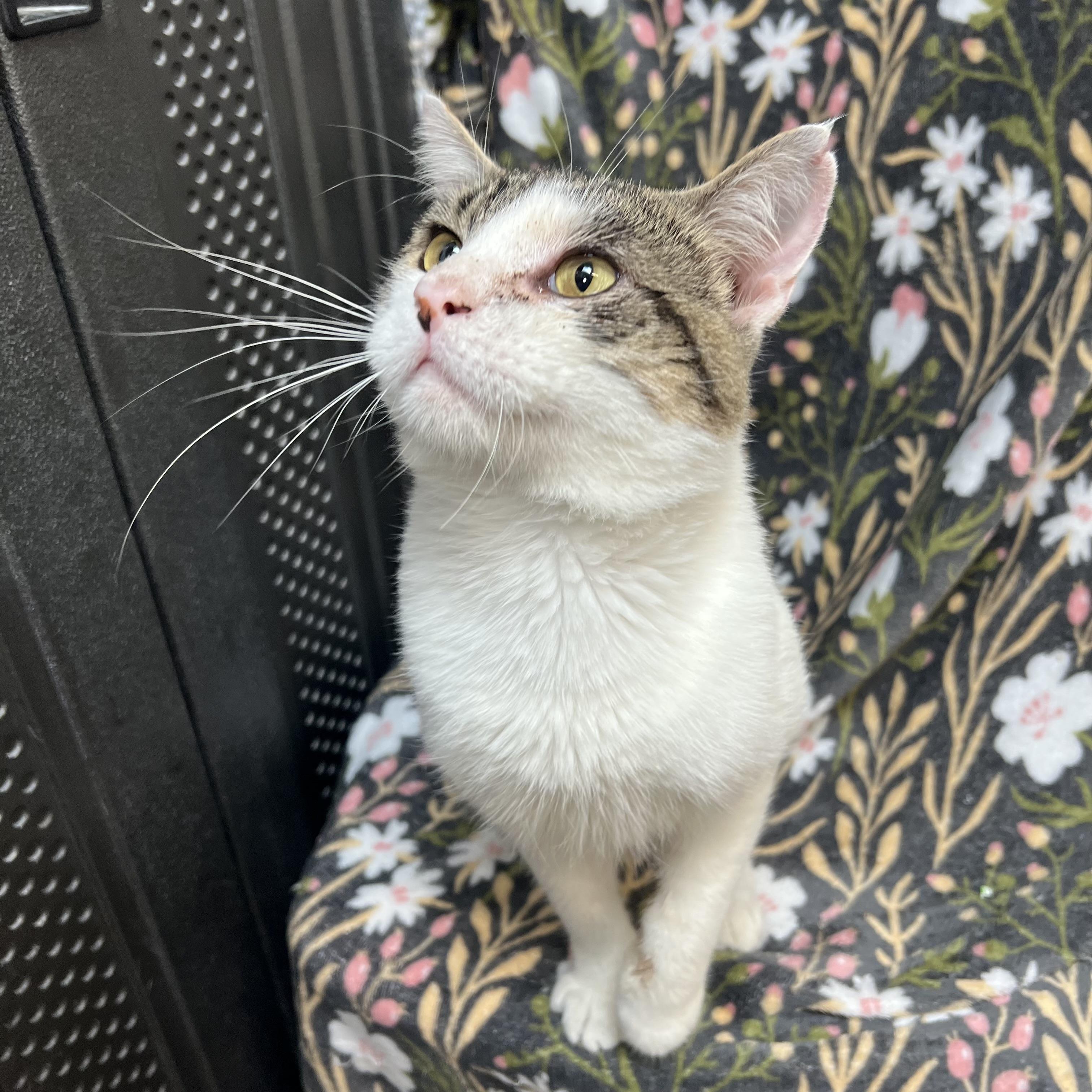 Enlarge Purrsy, a ADOPTABLE Domestic Short Hair in Fairmont, MN image 5/6