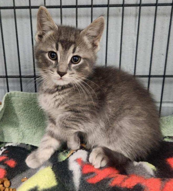 Ollie, Adoptable, Adult Male Domestic Short Hair.