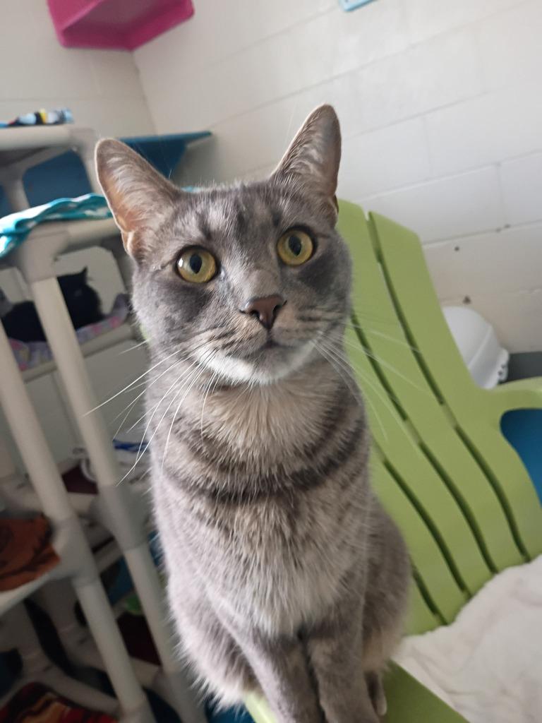 Ollie, a Adoptable mixed breed in Muskegon, MI image 3/3