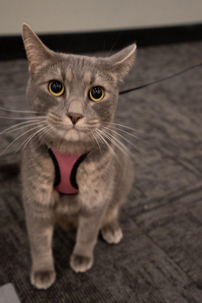 Enlarge Ollie, a Adoptable mixed breed in Muskegon, MI image 4/4