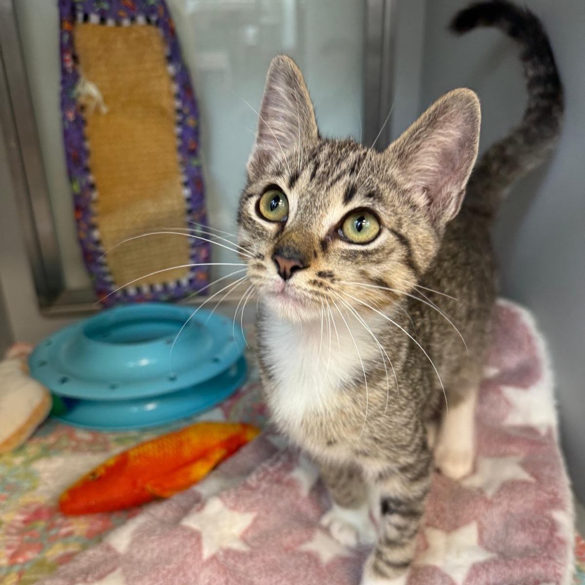 Chickpea, a Adoptable Domestic Short Hair in Miami Beach, FL image 2/6