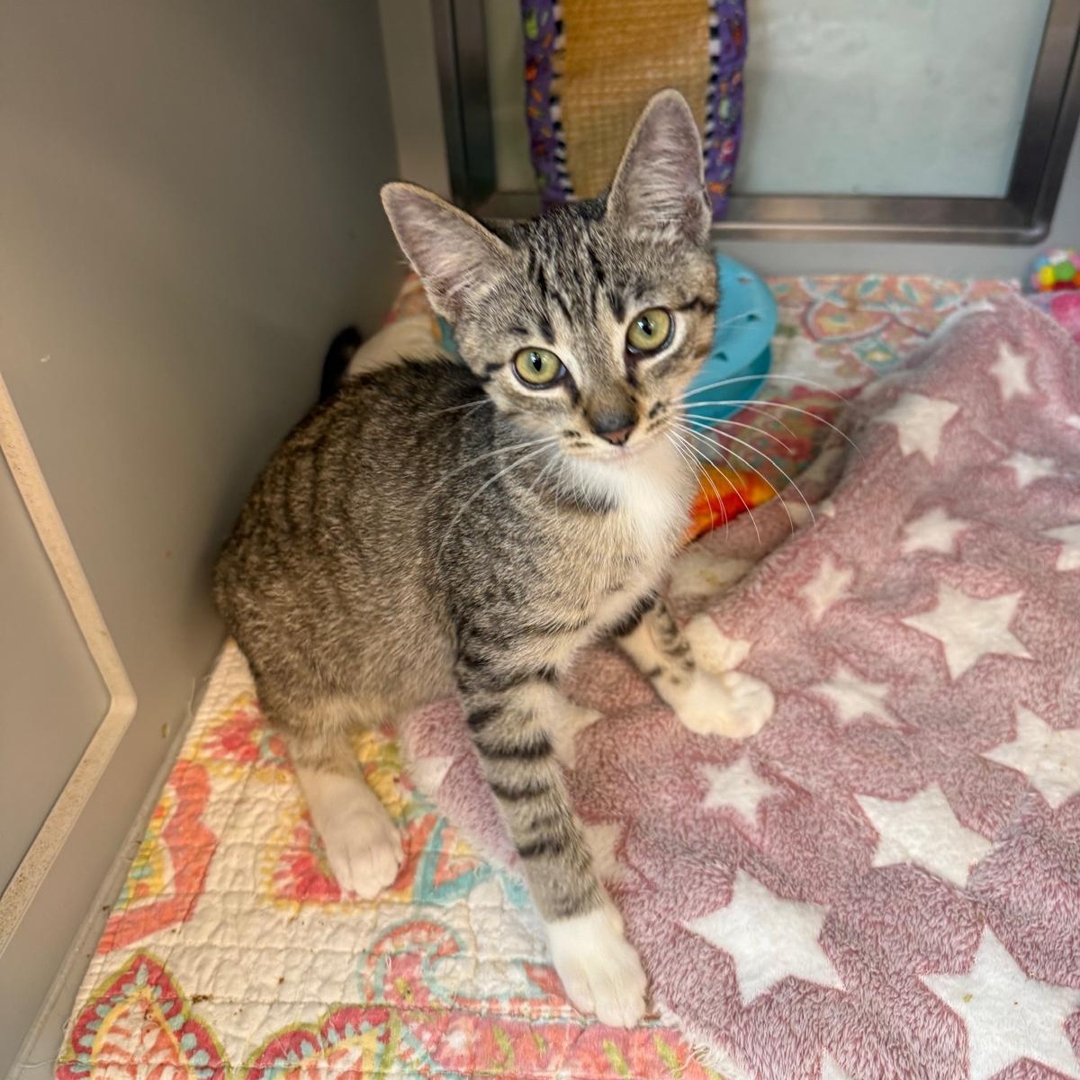 Chickpea, a Adoptable Domestic Short Hair in Miami Beach, FL image 3/6