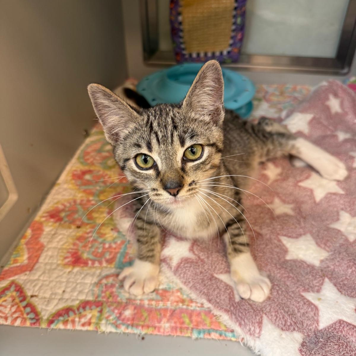 Chickpea, a Adoptable Domestic Short Hair in Miami Beach, FL image 4/6