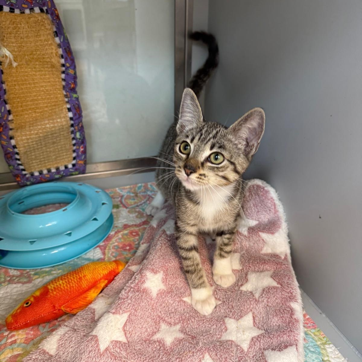 Chickpea, a Adoptable Domestic Short Hair in Miami Beach, FL image 5/6