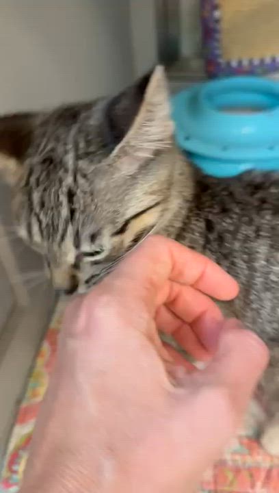 Enlarge Chickpea, a Adoptable Domestic Short Hair in Miami Beach, FL video 6/6