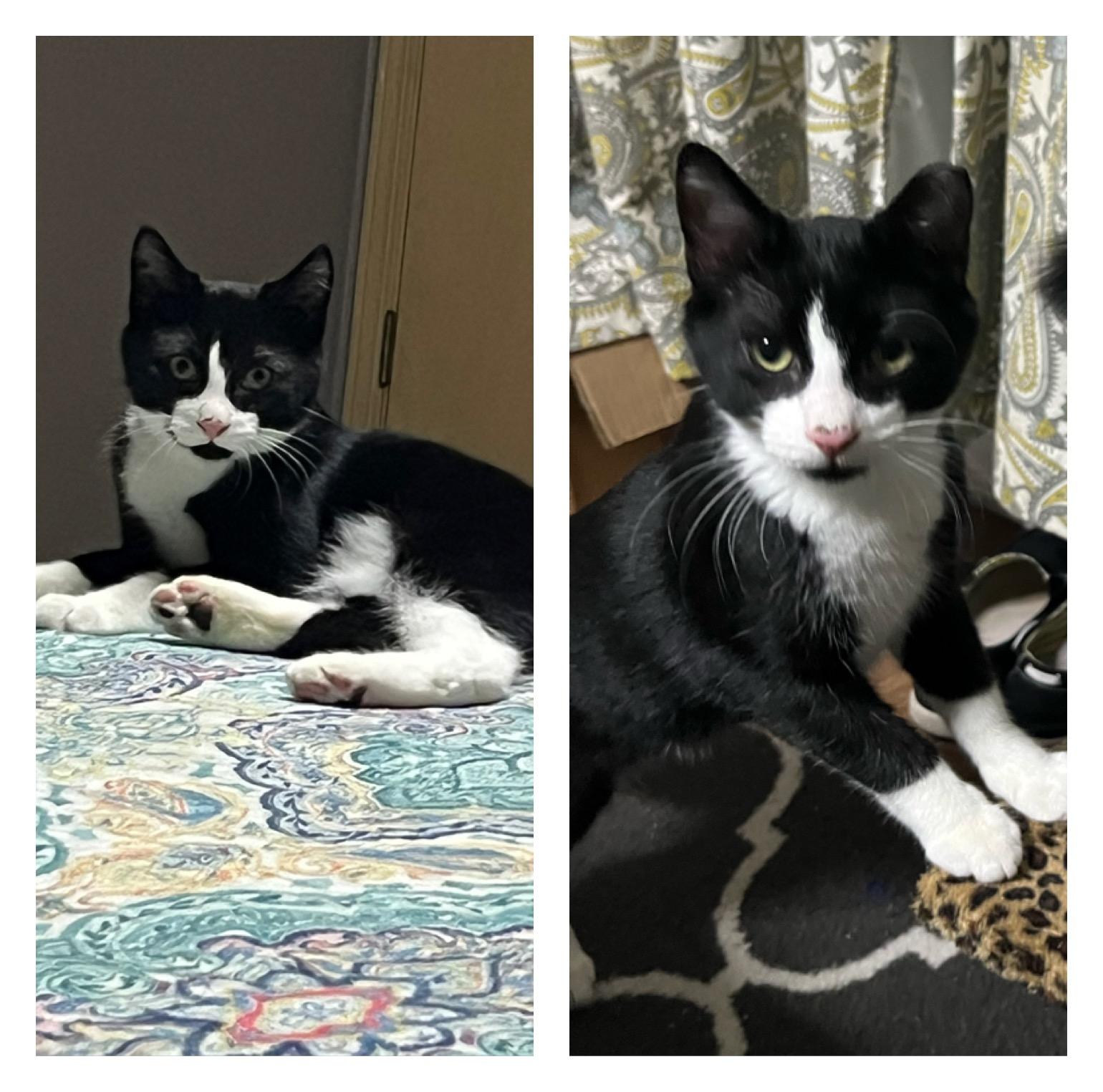 Gizmo & Diana thumbnail 3