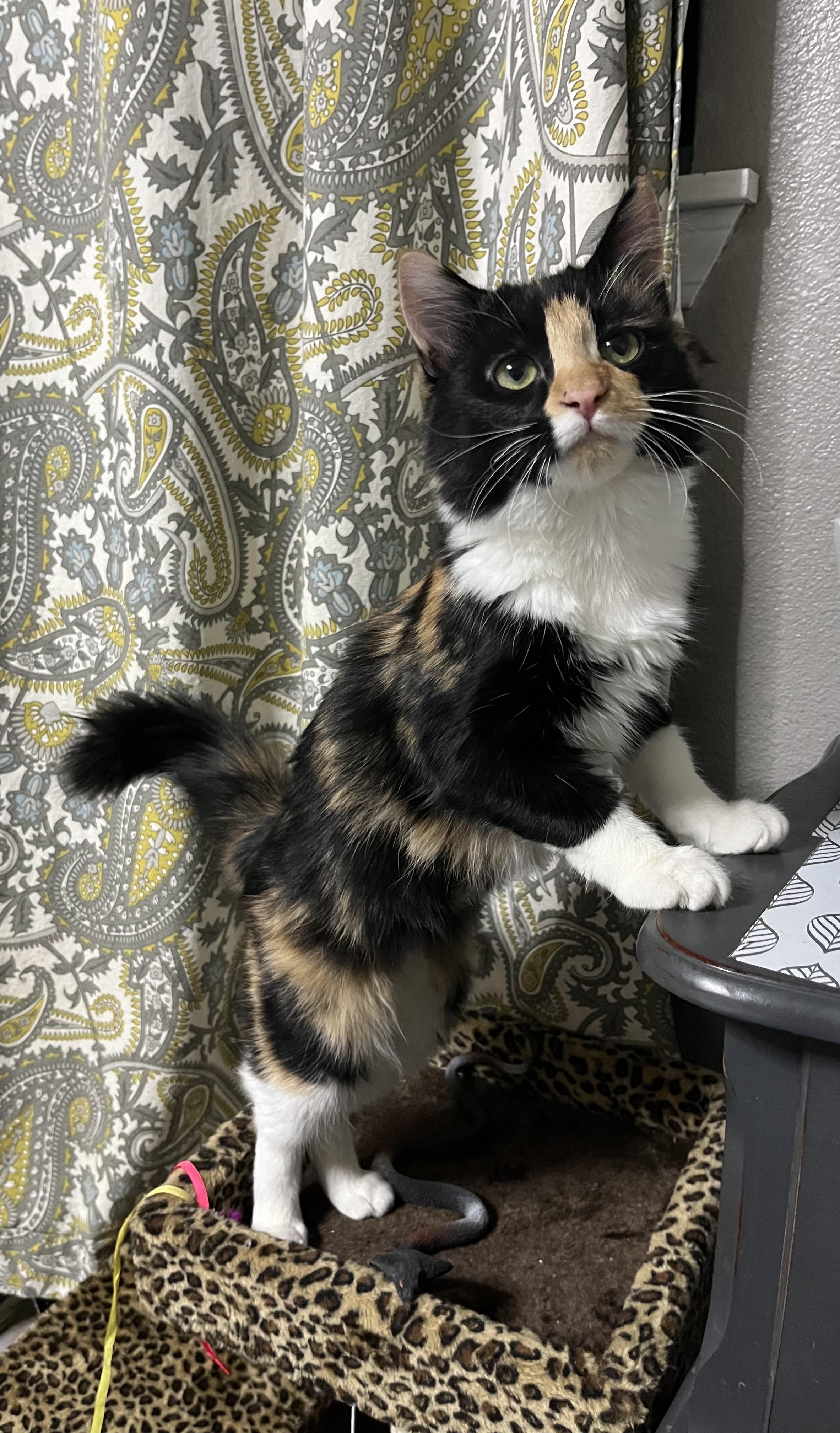 Gizmo & Diana, Adoptable, Kitten Male Domestic Medium Hair.