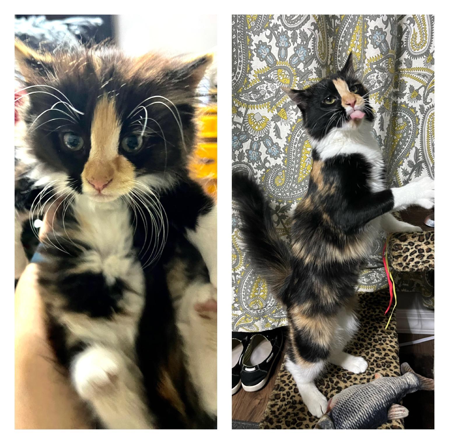 Gizmo & Diana, a Adoptable mixed breed in Seattle, WA image 4/4