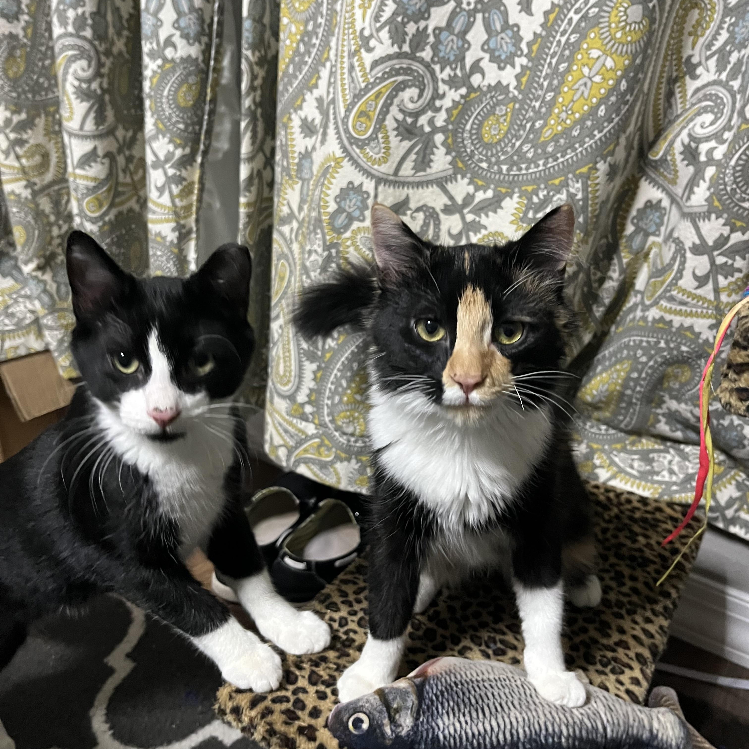 Gizmo & Diana, a Adoptable mixed breed in Seattle, WA image 1/4