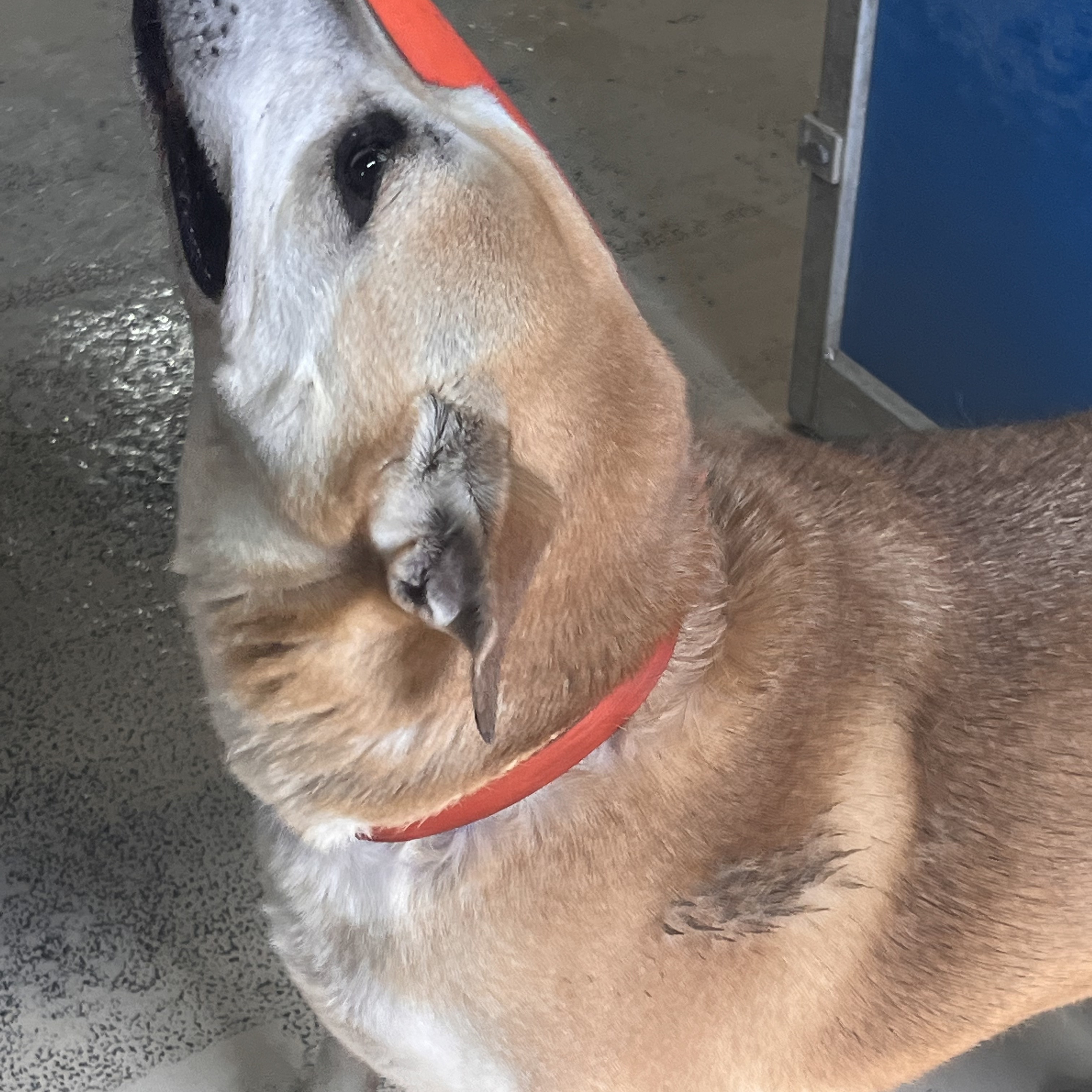 Kadie, Adoptable, Young Female Labrador Retriever.