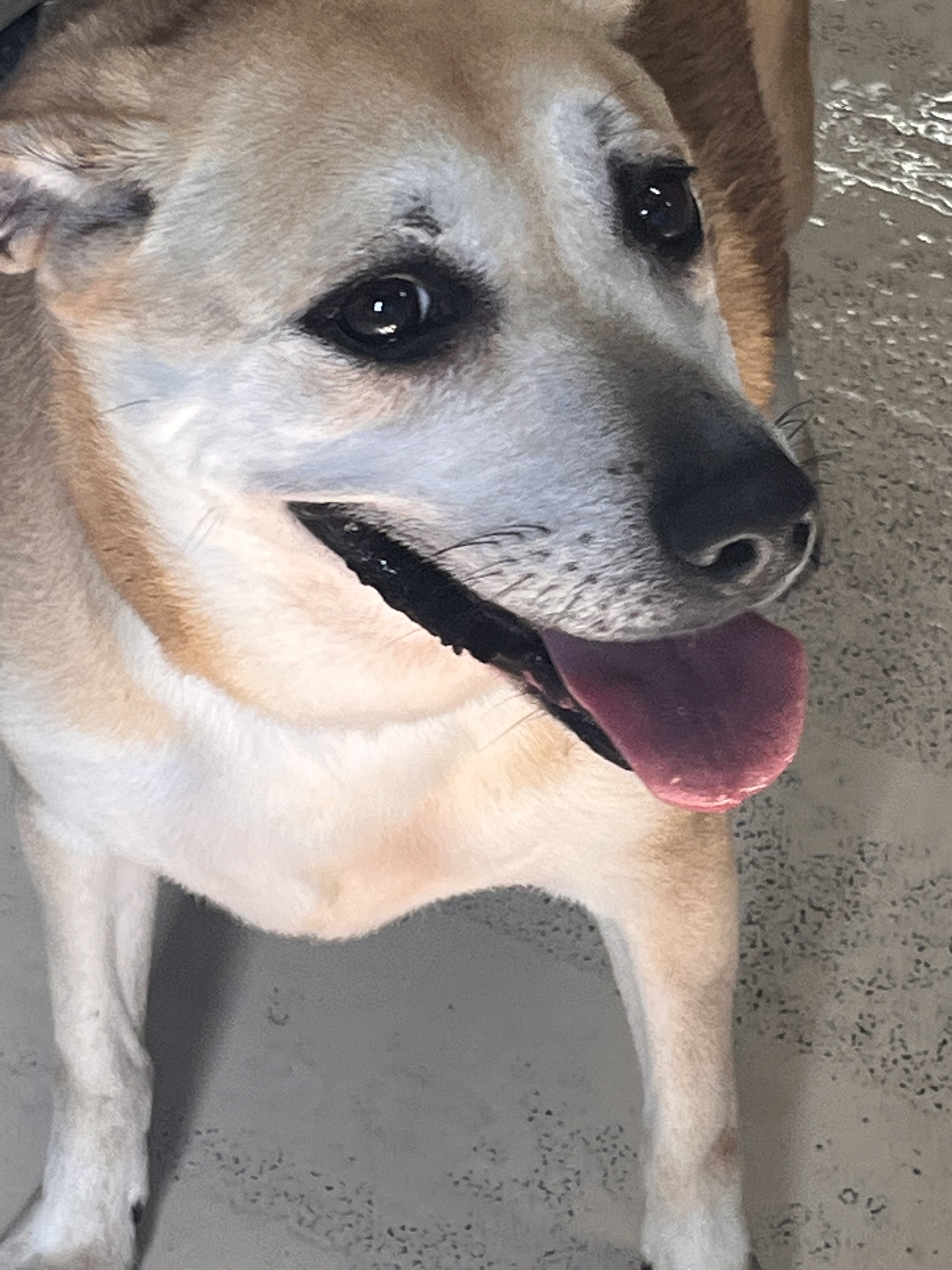 Kadie, a Adoptable mixed breed in Portland, OR image 2/17